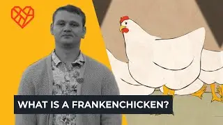 What is a Frankenchicken?