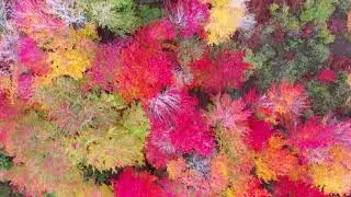 Forest Stock Video 2 | FREE STOCK VİDEO 4K | NO COPYRİGHT VİDEO | 2021