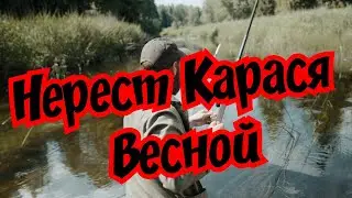 Spawning of crucian carp end of April beginning of May. Nozzles and baits in spring.