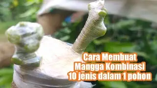 Tutorial Top working Mango Combination