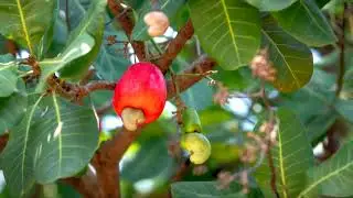 How Do Cashews Grow  The Journey from Tree to Snack