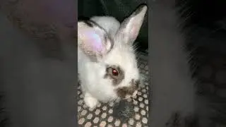 #bunny #rabbit #animals #zooanimals #birds #wildeagle #eagle #parrot #cutebunny #beautiful #zoolife
