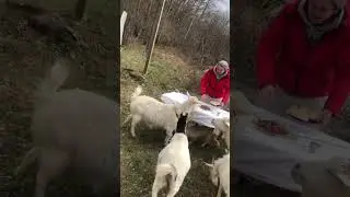 #экскурсия .Козы😂атакуют #goat