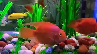 Aquariumsetup@home