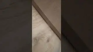 Таро. Шустрик