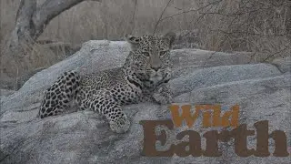 WildEarth - Sunrise - 12 September 2021