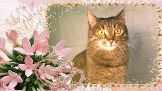 Наша любимица,  кошка проказница ...)))