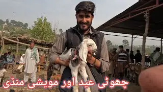 Condition of animal market of azad jammu and kashmir at eid day #animals