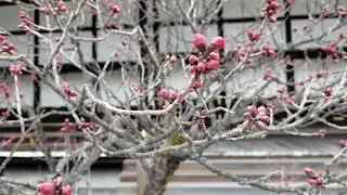 Tour inside Kyoto Imperial Palace