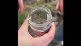 Qualité du ruisseau du Perche - Bac STAV Touscayrats