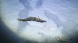 Зимняя рыбалка на Вуоксе. Выезд четвертый.