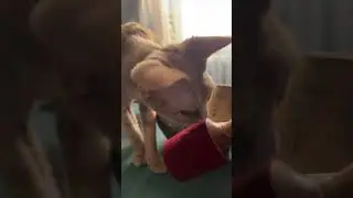 Реакция кота на поющую чашу)