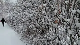 Montreal Snow/ Snowfall