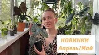 Обзор новинок | Апрель-Май
