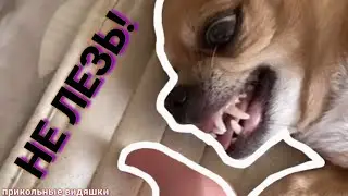 НЕ ЛЕЗЬ, СОЖРЁТ!|Подборка прикольных видео
