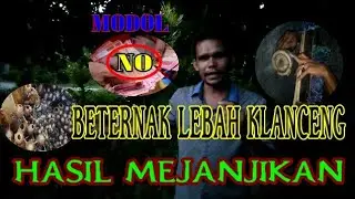 USAHA, TANPA HARUS PAKAI MODAL, BETERNAK LEBAH KLANCENG  DAN HASIL MENJANJIKAN