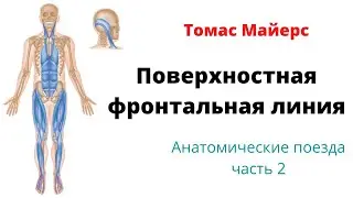 Поверхностная фронтальная линия по Томасу Майерсу. Мышцы и фасции. Анатомические поезда 2.