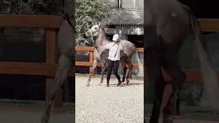 История терской породы 