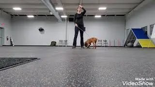 Flirt Pole Training: Part 1: Building Drive