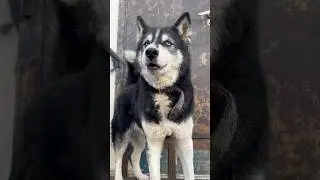 Марсель ругается что у него мало лайков 🧐😁👍