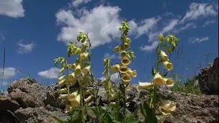 LA DIGITALE il bellissimo fiore che cura il cuore