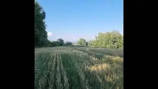 выпуск молодого чёрного коршуна