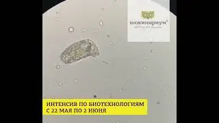 Интенсив по Биотехнологиям в Инжинириум МГТУ им Н.Э.Баумана в г. Химки