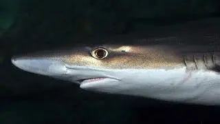 Facts: The Tope Shark (Soupfin Shark)