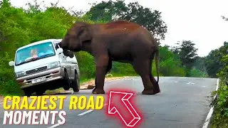 Craziest Road Moments Caught on Camera
