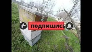 заводить или нет пчел вот в чем вопрос. пчелы