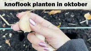Knoflook planten in de herfst & winter: tuinieren voor beginners | kweek je eigen planten