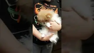 Померанский шпиц Эва продается