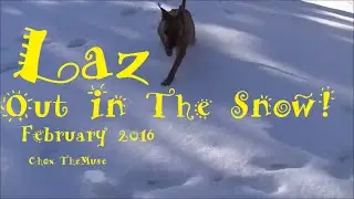 Laz plays in the Snow