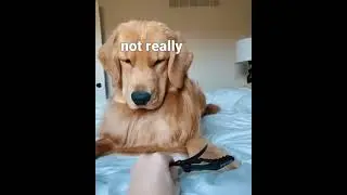 What the fluff mommyy 😂 | Funny Golden Retriever | Cute Golden Retriever | Funny Puppy Videos |