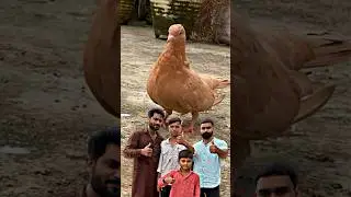 संदली कबूतर खरीद लिया 😍 | #pigeon #kabootar #kabootarbazi #shortsfeed #shorts