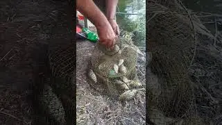 Компания которая Уничтожает Популяцию Карпов.#тренды#fishing#рек#рекомендации#роблокс#роблокс#реки