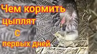 Laying hens are growing by leaps and bounds. Feeding is provided from the first days of life. 🐣🐤🐥