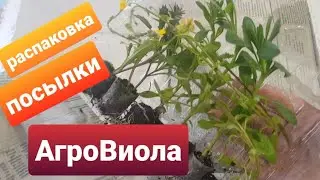 Вегетативные черенки из АгроВиолы/Распаковка посылки