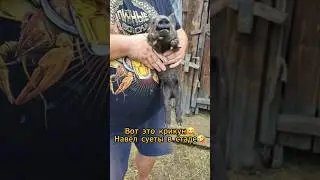 Сирена на весь хутор🤣