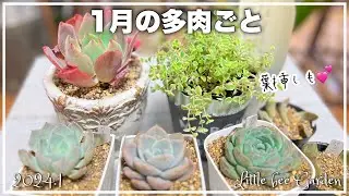 [Succulents] Introducing the now popular Semponium [Gardening]