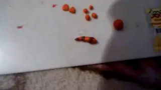 Мяу сим из пластилина.^_^