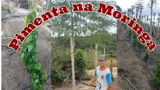 Pimenta plantada na moringa como tá
