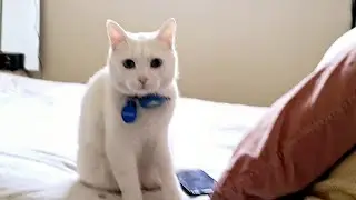 My cat come to take me out of my room early in the morning ..
