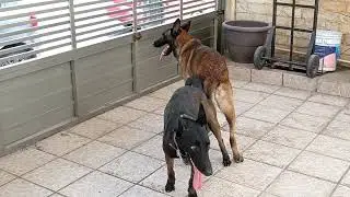 SEGUNDA MONTA DE TRES CON EL JEFE 29/3/24 #cruce #kiba #jefe #cachorros #malinois #pastorbelga #k9