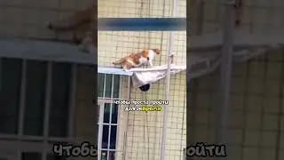 Спасение кошки на 20 этаже🤯