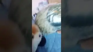 глупий шпиц 15 конец 2 сезона