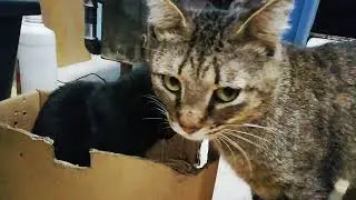 Кошечка в коробке.