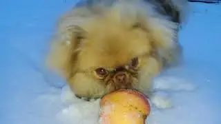 Пекинес Эмма - зимняя прогулка