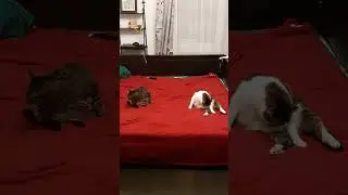 Котолимпийская дисциплина синхронное умывание