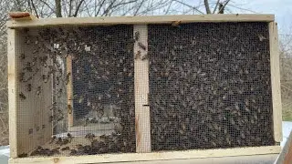 The FUN process of keeping bees at Myshire Farm